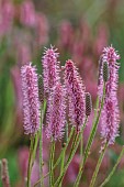 KNOLL GARDENS, DORSET: SEPTEMBER, PINK FLOWERS, BLOOMS OF SANGUISORBA BLACKTHORN, PERENNIALS