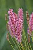 KNOLL GARDENS, DORSET: SEPTEMBER, PINK FLOWERS, BLOOMS OF SANGUISORBA BLACKTHORN, PERENNIALS