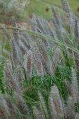 KNOLL GARDENS, DORSET: SEPTEMBER, FLOWERS, BLOOMS OF PENNISETUM BLACK ARROW, ORNAMENTAL, GRASSES, PERENNIALS