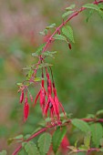 KNOLL GARDENS, DORSET: SEPTEMBER, RED FLOWERS, BLOOMS OF FUCHSIA RICCARTONII, SHRUBS
