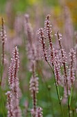 KNOLL GARDENS, DORSET: SEPTEMBER, PINK FLOWERS, BLOOMS OF PERSICARIA AMPLEXICAULIS ROSEA, PERENNIALS
