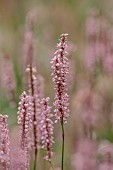 KNOLL GARDENS, DORSET: SEPTEMBER, PINK FLOWERS, BLOOMS OF PERSICARIA AMPLEXICAULIS ROSEA, PERENNIALS
