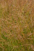 KNOLL GARDENS, DORSET: SEPTEMBER, FLOWERS OF MOLINIA POUL PETERSEN, ORNAMENTAL GRASSES, PERENNIALS