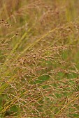 KNOLL GARDENS, DORSET: SEPTEMBER, FLOWERS OF MOLINIA POUL PETERSEN, ORNAMENTAL GRASSES, PERENNIALS