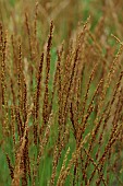 KNOLL GARDENS, DORSET: SEPTEMBER, FLOWERS OF MOLINIA OVERDAM, ORNAMENTAL GRASSES, PERENNIALS