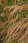 KNOLL GARDENS, DORSET: SEPTEMBER, FLOWERS OF STIPA ALLGAU, ACNATHERUM ALLGAU, ORNAMENTAL GRASSES, PERENNIALS