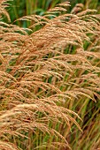 KNOLL GARDENS, DORSET: SEPTEMBER, FLOWERS OF STIPA ALLGAU, ACNATHERUM ALLGAU, ORNAMENTAL GRASSES, PERENNIALS