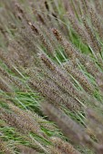 KNOLL GARDENS, DORSET: SEPTEMBER, FLOWERS OF PENNISETUM BLACK ARROW, ORNAMENTAL GRASSES, PERENNIALS