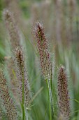 KNOLL GARDENS, DORSET: SEPTEMBER, FLOWERS OF PENNISETUM BLACK ARROW, ORNAMENTAL GRASSES, PERENNIALS