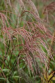 KNOLL GARDENS, DORSET: SEPTEMBER, FLOWERS, BLOOMS OF MISCANTHIUS CINDY, ORNAMENTAL GRASSES