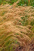 KNOLL GARDENS, DORSET: SEPTEMBER, FLOWERS OF STIPA ALLGAU, ACNATHERUM ALLGAU, ORNAMENTAL GRASSES, PERENNIALS