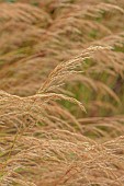 KNOLL GARDENS, DORSET: SEPTEMBER, FLOWERS OF STIPA ALLGAU, ACNATHERUM ALLGAU, ORNAMENTAL GRASSES, PERENNIALS