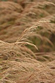 KNOLL GARDENS, DORSET: SEPTEMBER, FLOWERS OF STIPA ALLGAU, ACNATHERUM ALLGAU, ORNAMENTAL GRASSES, PERENNIALS
