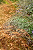 KNOLL GARDENS, DORSET: SEPTEMBER, FLOWERS OF STIPA ALLGAU, ACNATHERUM ALLGAU, ORNAMENTAL GRASSES, PERENNIALS