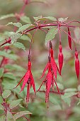 KNOLL GARDENS, DORSET: SEPTEMBER, RED FLOWERS, BLOOMS OF FUCHSIA RICCARTONII, SHRUBS