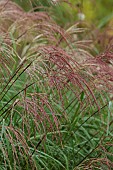 KNOLL GARDENS, DORSET: SEPTEMBER, FLOWERS, BLOOMS OF MISCANTHIUS CINDY, ORNAMENTAL GRASSES