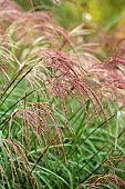 KNOLL GARDENS, DORSET: SEPTEMBER, FLOWERS, BLOOMS OF MISCANTHIUS CINDY, ORNAMENTAL GRASSES