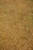 KNOLL GARDENS, DORSET: SEPTEMBER, FLOWERS OF DESCHAMPSIA GOLDTAU, ORNAMENTAL GRASSES, PERENNIALS