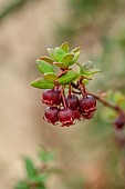 KNOLL GARDENS, DORSET: SEPTEMBER, RED FRUITS OF UGNI MOLINAE, EDIBLE, BERRY, BERRIES, CHILEAN GUAVA