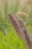 KNOLL GARDENS, DORSET: SEPTEMBER, FLOWERS OF PENNISETUM DARK DESIRE, ORNAMENTAL GRASSES, PERENNIALS
