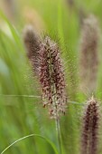 KNOLL GARDENS, DORSET: SEPTEMBER, FLOWERS OF PENNISETUM DARK DESIRE, ORNAMENTAL GRASSES, PERENNIALS