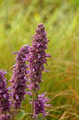 KNOLL GARDENS, DORSET: SEPTEMBER, PURPLE FLOWERS OF AGASTACHE BLUE BOA, PERENNIALS