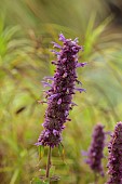 KNOLL GARDENS, DORSET: SEPTEMBER, PURPLE FLOWERS OF AGASTACHE BLUE BOA, PERENNIALS