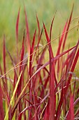 KNOLL GARDENS, DORSET: SEPTEMBER, RED LEAVES, FOLIAGE OF IMPERATA CYLINDRICA RUBRA, RED BARRON, ORNAMENTAL, GRASSES, PERENNIALS