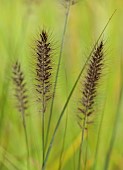 KNOLL GARDENS, DORSET: SEPTEMBER, BLACK FLOWERS OF PENNISETUM CASSIANS CHOICE, ORNAMENTAL, GRASSES, PERENNIALS
