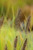 KNOLL GARDENS, DORSET: SEPTEMBER, BLACK FLOWERS OF PENNISETUM CASSIANS CHOICE, ORNAMENTAL, GRASSES, PERENNIALS