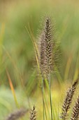 KNOLL GARDENS, DORSET: SEPTEMBER, BLACK FLOWERS OF PENNISETUM CASSIANS CHOICE, ORNAMENTAL, GRASSES, PERENNIALS