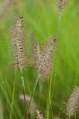KNOLL GARDENS, DORSET: SEPTEMBER, FLOWERS OF PENNISETUM HAMELN, ORNAMENTAL, GRASSES, PERENNIALS