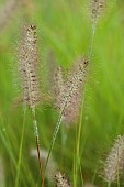 KNOLL GARDENS, DORSET: SEPTEMBER, FLOWERS OF PENNISETUM HAMELN, ORNAMENTAL, GRASSES, PERENNIALS