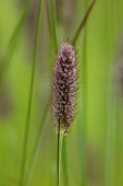 KNOLL GARDENS, DORSET: SEPTEMBER, RED, BLACK FLOWERS, BLOOMS OF PENNISETUM THUNBERGII RED BUTTONS, ORNAMENTAL GRASSES