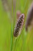 KNOLL GARDENS, DORSET: SEPTEMBER, RED, BLACK FLOWERS, BLOOMS OF PENNISETUM THUNBERGII RED BUTTONS, ORNAMENTAL GRASSES