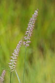 KNOLL GARDENS, DORSET: SEPTEMBER, FLOWERS OF PENNISETUM SHOGUN, ORNAMENTAL, GRASSES, PERENNIALS