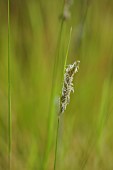 KNOLL GARDENS, DORSET: SEPTEMBER, CREAM FLOWERS OF SESLERIA AUTUMNALIS, ORNAMENTAL, GRASSES, PERENNIALS
