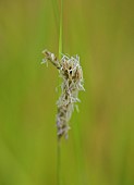 KNOLL GARDENS, DORSET: SEPTEMBER, CREAM FLOWERS OF SESLERIA AUTUMNALIS, ORNAMENTAL, GRASSES, PERENNIALS