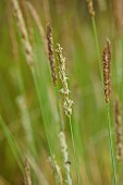KNOLL GARDENS, DORSET: SEPTEMBER, CREAM FLOWERS OF SESLERIA SUMMER SKIES, ORNAMENTAL, GRASSES, PERENNIALS