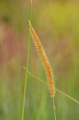 KNOLL GARDENS, DORSET: SEPTEMBER, FLOWERS OF PENNISETUM MACROURUM, ORNAMENTAL, GRASSES, PERENNIALS