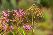 KNOLL GARDENS, DORSET: SEPTEMBER, FLOWERS OF MISCANTHUS NEPALENSIS, VERNONIA MAMMUTH, ORNAMENTAL, GRASSES, PERENNIALS