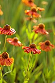 KNOLL GARDENS, DORSET: SEPTEMBER, ORANGE FLOWERS OF SNEEZEWEED, HELENIUM SAHINS EARLY FLOWERER, PERENNIALS