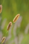 KNOLL GARDENS, DORSET: SEPTEMBER, FLOWERS, BLOOMS OF PENNISETUM THUNBERGII RED BUTTONS, ORNAMENTAL GRASSES