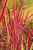 KNOLL GARDENS, DORSET: SEPTEMBER, RED LEAVES, FOLIAGE OF IMPERATA CYLINDRICA RUBRA, RED BARRON, ORNAMENTAL, GRASSES, PERENNIALS