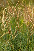 KNOLL GARDENS, DORSET: SEPTEMBER, FLOWERS OF MISCANTHUS STARLIGHT, ORNAMENTAL, GRASSES, PERENNIALS
