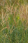 KNOLL GARDENS, DORSET: SEPTEMBER, FLOWERS OF MISCANTHUS STARLIGHT, ORNAMENTAL, GRASSES, PERENNIALS