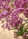 KNOLL GARDENS, DORSET: SEPTEMBER, PURPLE, PINK FLOWERS, BLOOMS OF EUPATORIUM RIESINSCHIRM, PERENNIALS, JOE PYEWEED