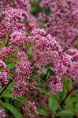 KNOLL GARDENS, DORSET: SEPTEMBER, PURPLE, PINK FLOWERS, BLOOMS OF EUPATORIUM RIESINSCHIRM, PERENNIALS, JOE PYEWEED