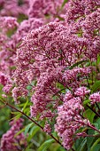 KNOLL GARDENS, DORSET: SEPTEMBER, PURPLE, PINK FLOWERS, BLOOMS OF EUPATORIUM RIESINSCHIRM, PERENNIALS, JOE PYEWEED