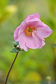 KNOLL GARDENS, DORSET: SEPTEMBER, PINK FLOWERS, BLOOMS OF ANEMONE KONIGEN CHARLOTTE, PERENNIALS